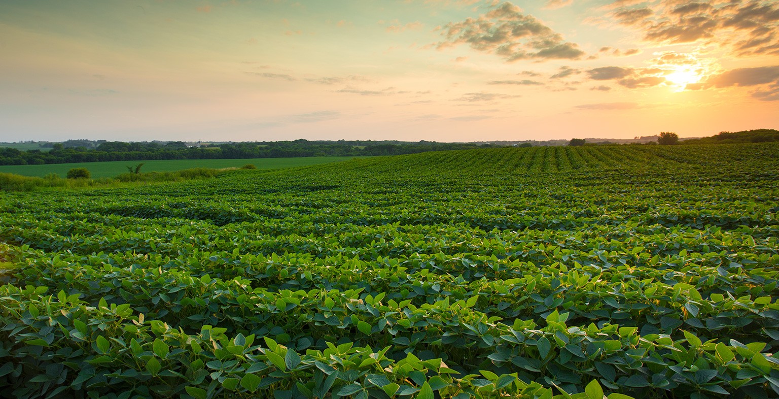 Featured image for “Mosaic”